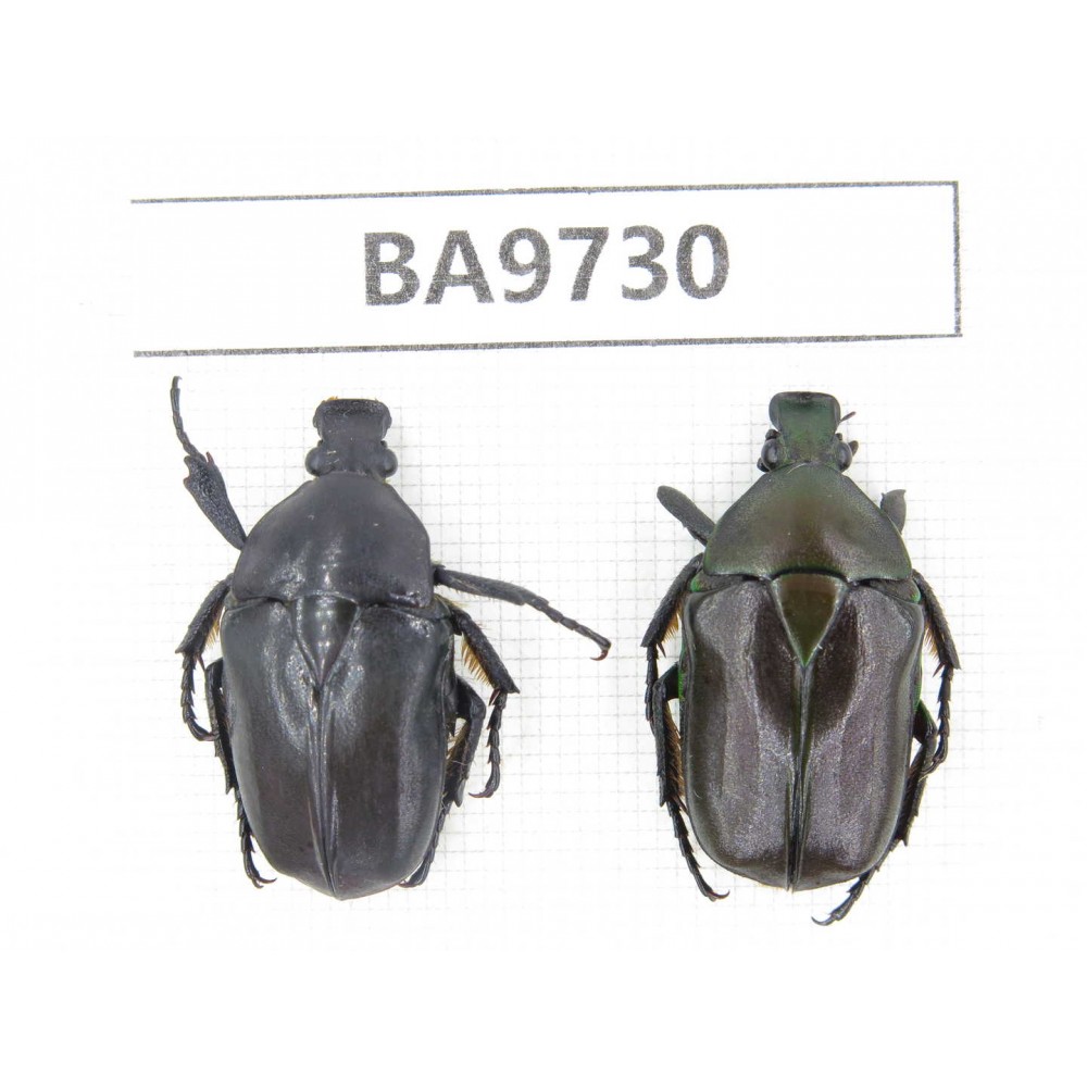 Cetoniidae sp. China, Guizhou, Tongren, Mt.Fanjingshan. 2Pcs. BA9730.