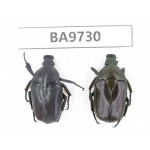 Cetoniidae sp. China, Guizhou, Tongren, Mt.Fanjingshan. 2Pcs. BA9730.