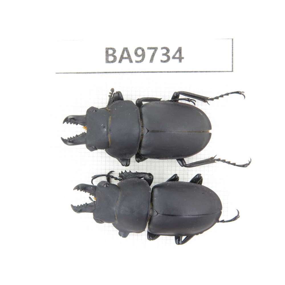 Neolucanus sp. China, Guizhou, Tongren, Mt.Fanjingshan. 2M. BA9734.