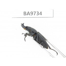 Neolucanus sp. China, Guizhou, Tongren, Mt.Fanjingshan. 2M. BA9734.