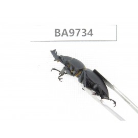 Neolucanus sp. China, Guizhou, Tongren, Mt.Fanjingshan. 2M. BA9734.