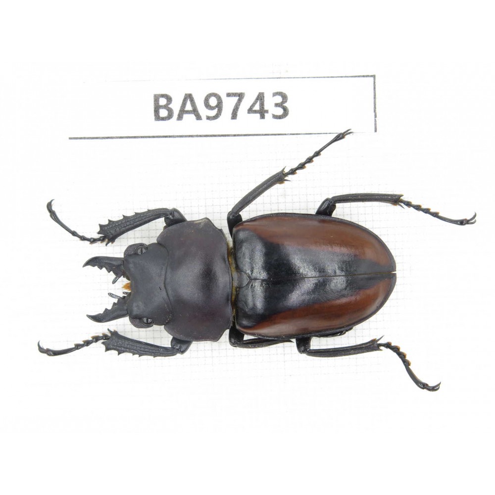 Neolucanus sp. China, Yunnan, Honghe, Pingbian county. 1M. BA9743.
