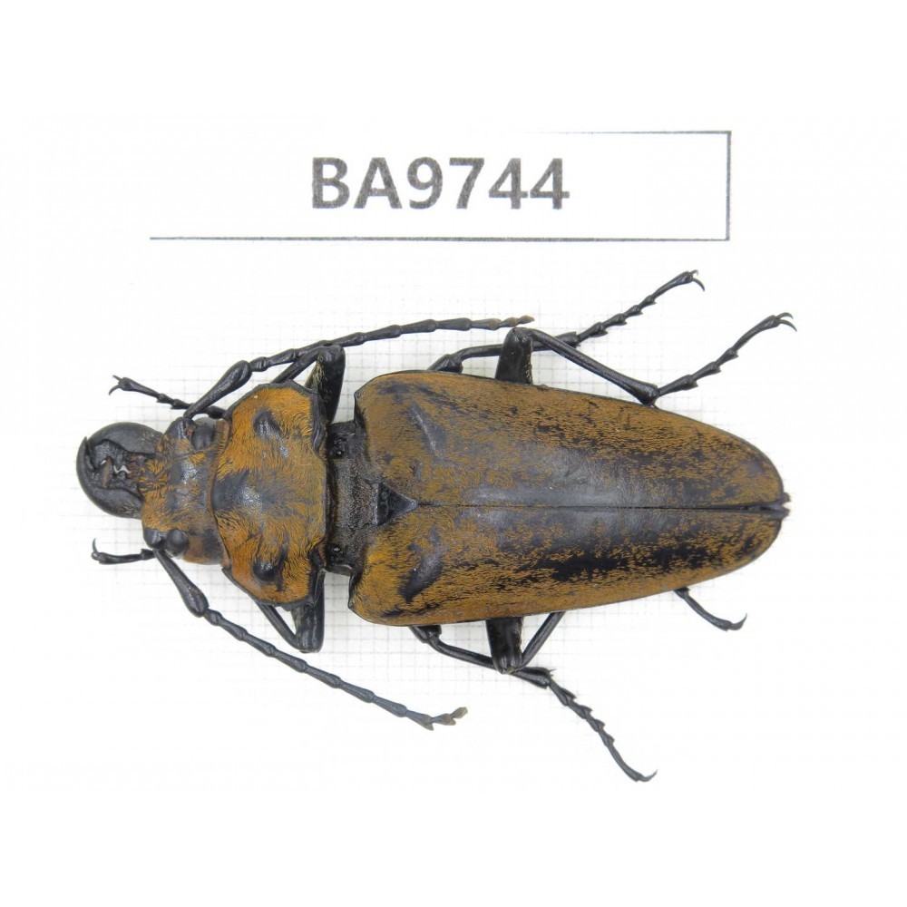 Trictenotomidae sp. China, Yunnan, Honghe, Pingbian county. 1M. BA9744.