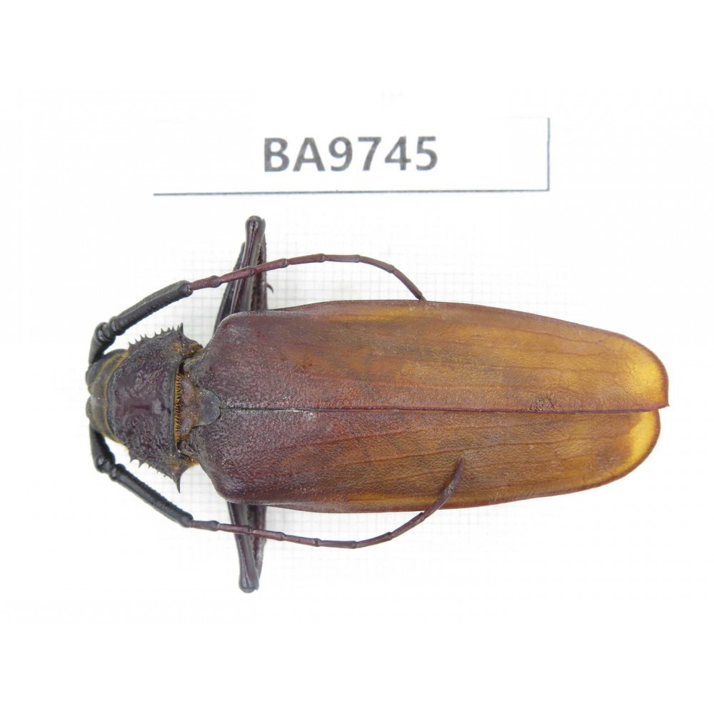 Cerambycidae sp. China, Yunnan, Honghe, Pingbian county. 1Pcs. BA9745.