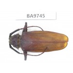 Cerambycidae sp. China, Yunnan, Honghe, Pingbian county. 1Pcs. BA9745.