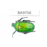 Cetoniidae sp. China, Yunnan, Honghe, Pingbian county. 1Pcs. BA9750.