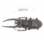 Lucanus sp. China, Yunnan, Chuxiong, Shuangbai county. 1M. BA9754.