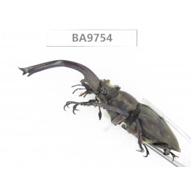 Lucanus sp. China, Yunnan, Chuxiong, Shuangbai county. 1M. BA9754.
