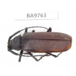 Cerambycidae sp. China, Yunnan, Chuxiong, Shuangbai county. 1Pcs. BA9763.