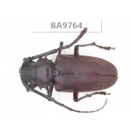Cerambycidae sp. China, Yunnan, Chuxiong, Shuangbai county. 1Pcs. BA9764.