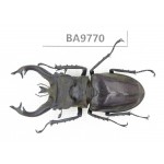 Lucanus tibetanus ssp. China, Yunnan, Nujiang, N of Mt.Biluoxueshan. 1M. BA9770.
