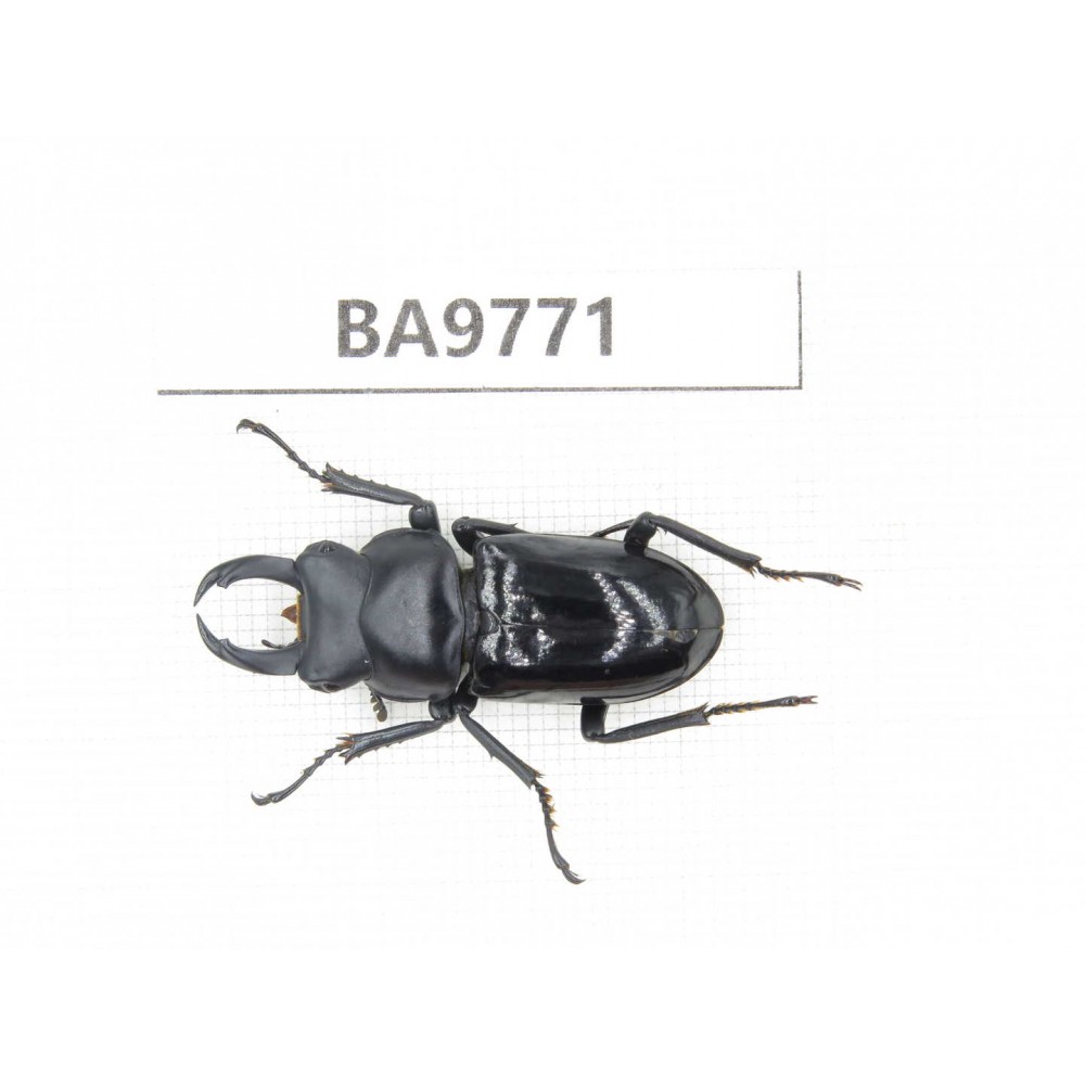 Dorcus sp. China, Yunnan, Nujiang, N of Mt.Biluoxueshan. 1M. BA9771.