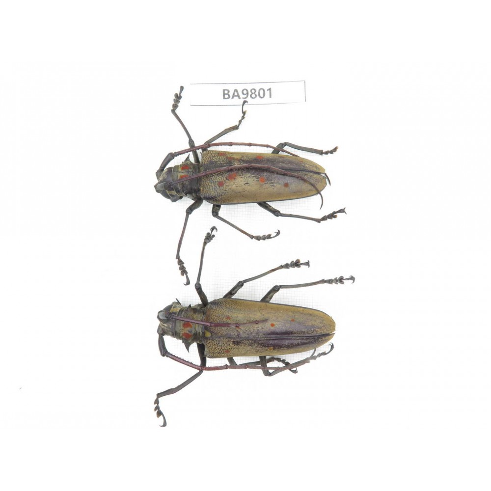 Cerambycidae sp. China, Yunnan, Chuxiong, Shuangbai county (N Mt.Ailaoshan). 2Pcs. BA9801.
