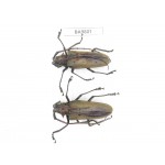 Cerambycidae sp. China, Yunnan, Chuxiong, Shuangbai county (N Mt.Ailaoshan). 2Pcs. BA9801.