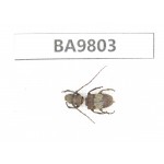 Cerambycidae sp. China, Yunnan, Chuxiong, Shuangbai county (N Mt.Ailaoshan). 1Pcs. BA9803.