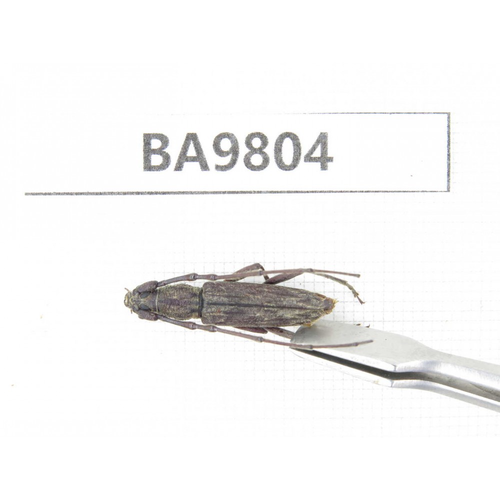 Cerambycidae sp. China, Yunnan, Chuxiong, Shuangbai county (N Mt.Ailaoshan). 1Pcs. BA9804.