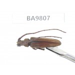 Cerambycidae sp. China, Yunnan, Chuxiong, Shuangbai county (N Mt.Ailaoshan). 1Pcs. BA9807.