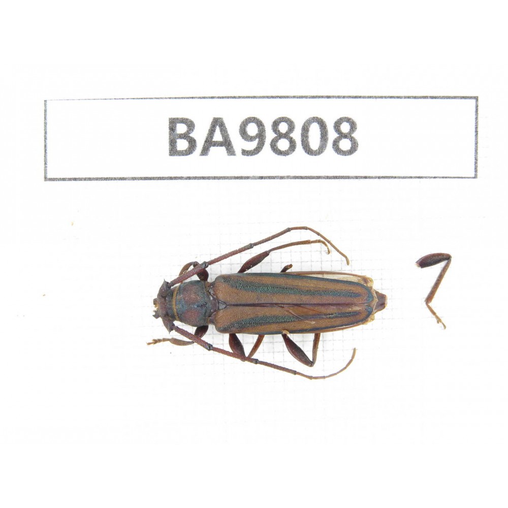 Cerambycidae sp. China, Yunnan, Chuxiong, Shuangbai county (N Mt.Ailaoshan). 1Pcs. BA9808.