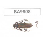 Cerambycidae sp. China, Yunnan, Chuxiong, Shuangbai county (N Mt.Ailaoshan). 1Pcs. BA9808.