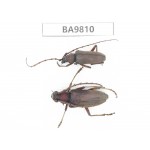Cerambycidae sp. China, Yunnan, Chuxiong, Shuangbai county (N Mt.Ailaoshan). 1P. BA9810.