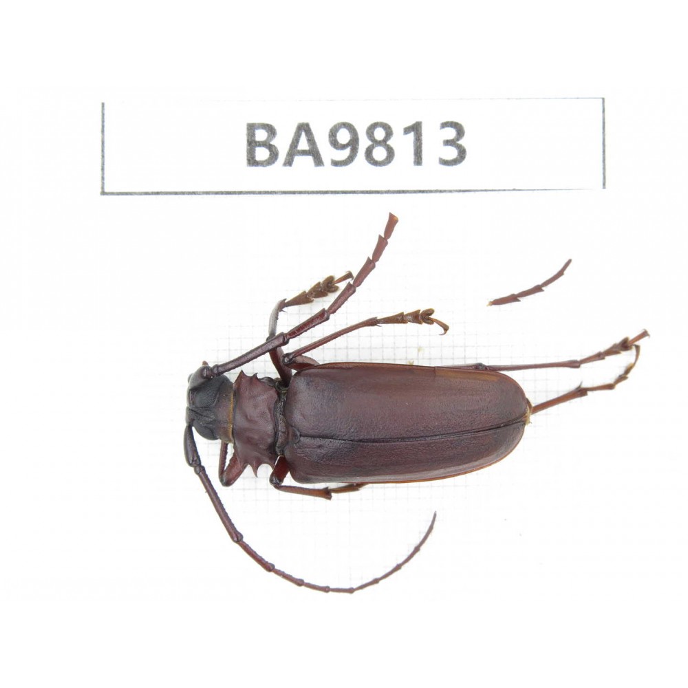 Cerambycidae sp. China, Yunnan, Chuxiong, Shuangbai county (N Mt.Ailaoshan). 1Pcs. BA9813.