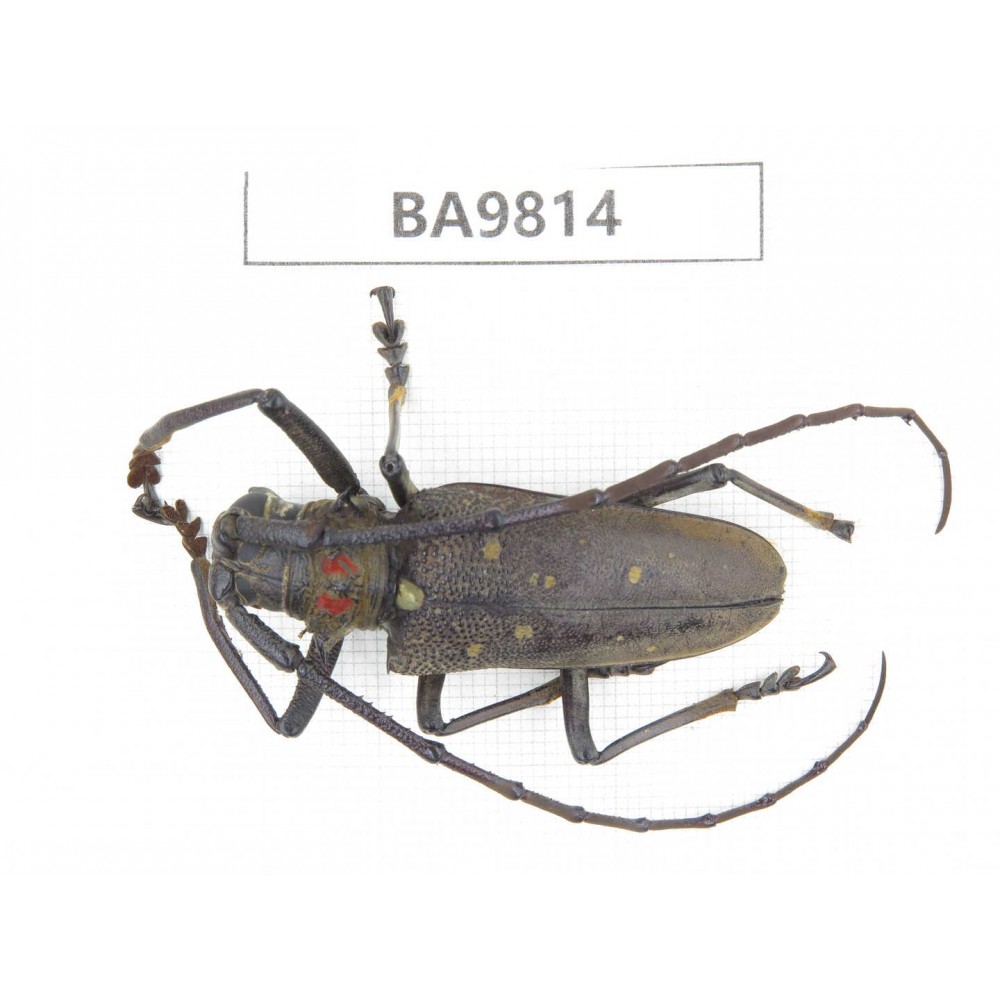 Cerambycidae sp. China, Yunnan, Chuxiong, Shuangbai county (N Mt.Ailaoshan). 1Pcs. BA9814.