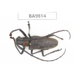Cerambycidae sp. China, Yunnan, Chuxiong, Shuangbai county (N Mt.Ailaoshan). 1Pcs. BA9814.