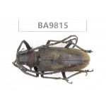 Cerambycidae sp. China, Yunnan, Chuxiong, Shuangbai county (N Mt.Ailaoshan). 1Pcs. BA9815.