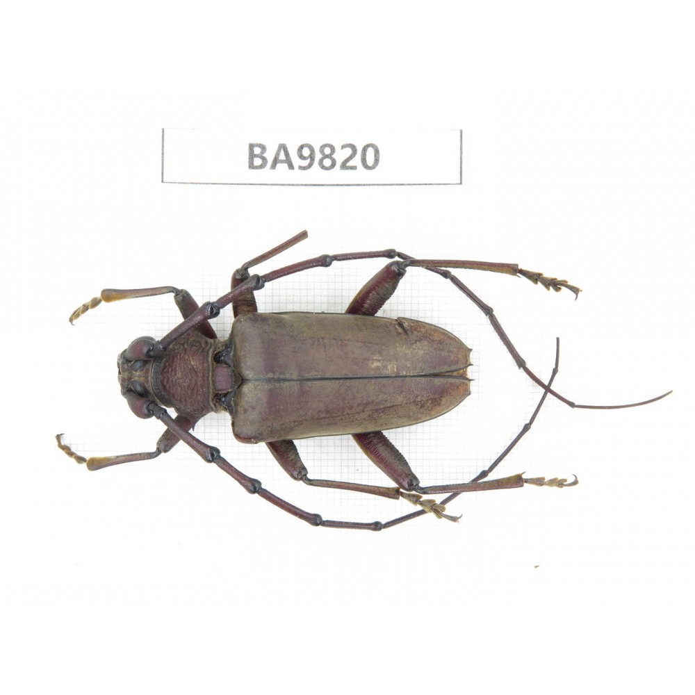Cerambycidae sp. China, Yunnan, Chuxiong, Shuangbai county (N Mt.Ailaoshan). 1Pcs. BA9820.