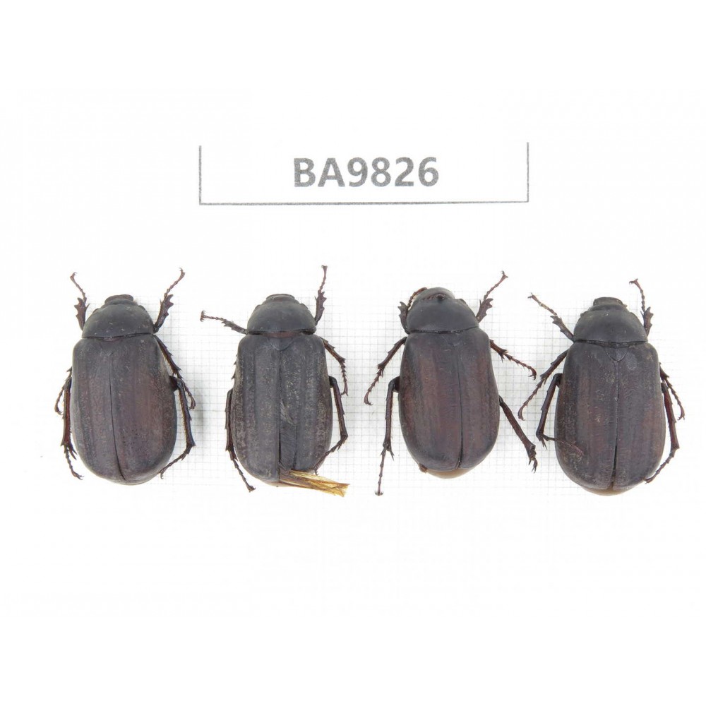 Melolonthidae sp. China, Yunnan, Chuxiong, Shuangbai county (N Mt.Ailaoshan). 4Pcs. BA9826.