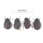 Melolonthidae sp. China, Yunnan, Chuxiong, Shuangbai county (N Mt.Ailaoshan). 4Pcs. BA9826.