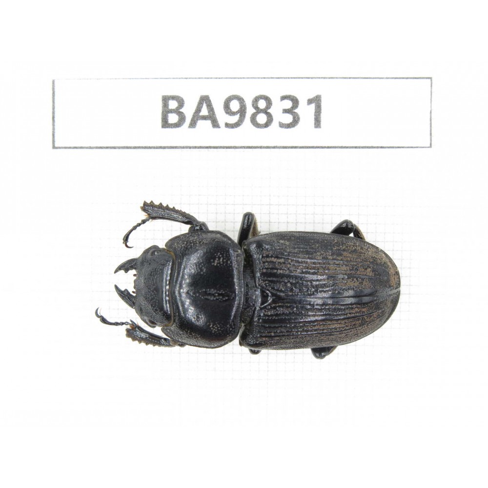 Dorcus sp. China, Tibet, Xigaze, Dingjie, Chentang valley.1F. BA9831.