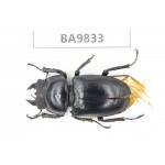 Dorcus sp. China, Tibet, Xigaze, Dingjie, Chentang valley.1F. BA9833.