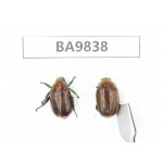 Rutelidae sp. China, Tibet, Xigaze, Dingjie, Chentang valley. 2Pcs. BA9838.
