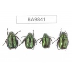 Rutelidae sp. China, Tibet, Xigaze, Dingjie, Chentang valley. 4Pcs. BA9841.