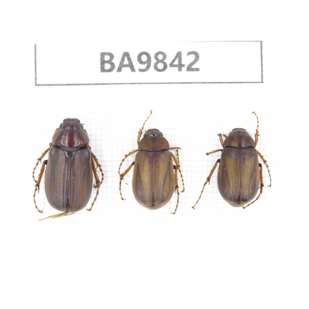 Melolonthidae sp. China, Tibet, Xigaze, Dingjie, Chentang valley. 3Pcs. BA9842.