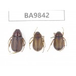 Melolonthidae sp. China, Tibet, Xigaze, Dingjie, Chentang valley. 3Pcs. BA9842.