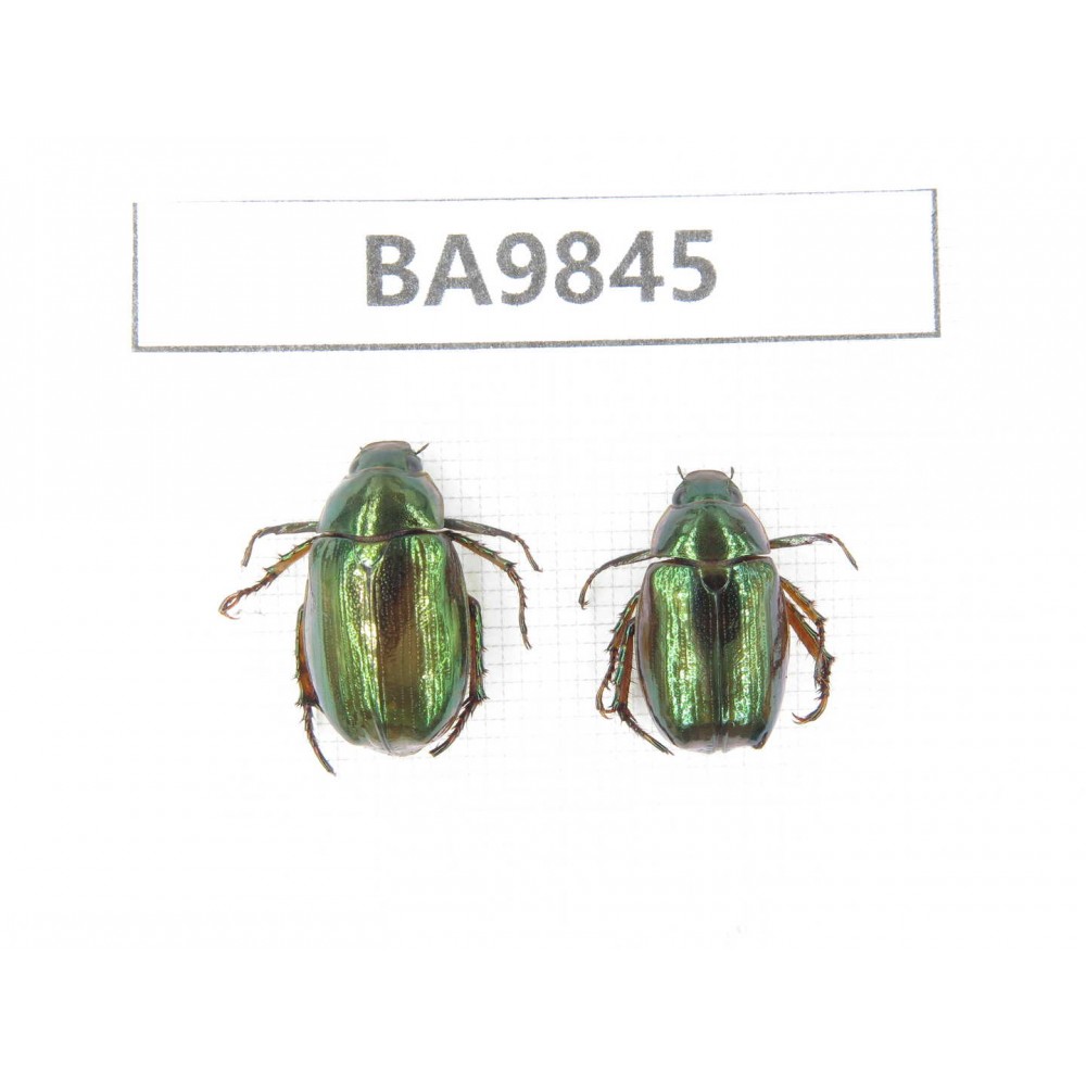 Rutelidae sp. China, Tibet, Linzhi area, Linzhi town. 2Pcs. BA9845.