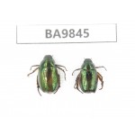Rutelidae sp. China, Tibet, Linzhi area, Linzhi town. 2Pcs. BA9845.