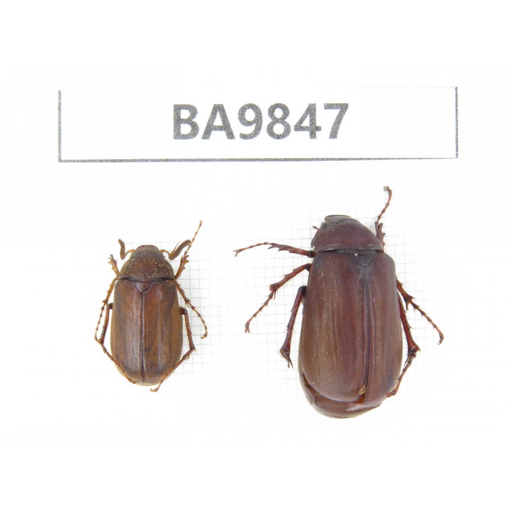 Melolonthidae sp. China, Tibet, Linzhi area, Linzhi town. 2Pcs. BA9847.