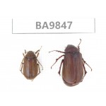 Melolonthidae sp. China, Tibet, Linzhi area, Linzhi town. 2Pcs. BA9847.