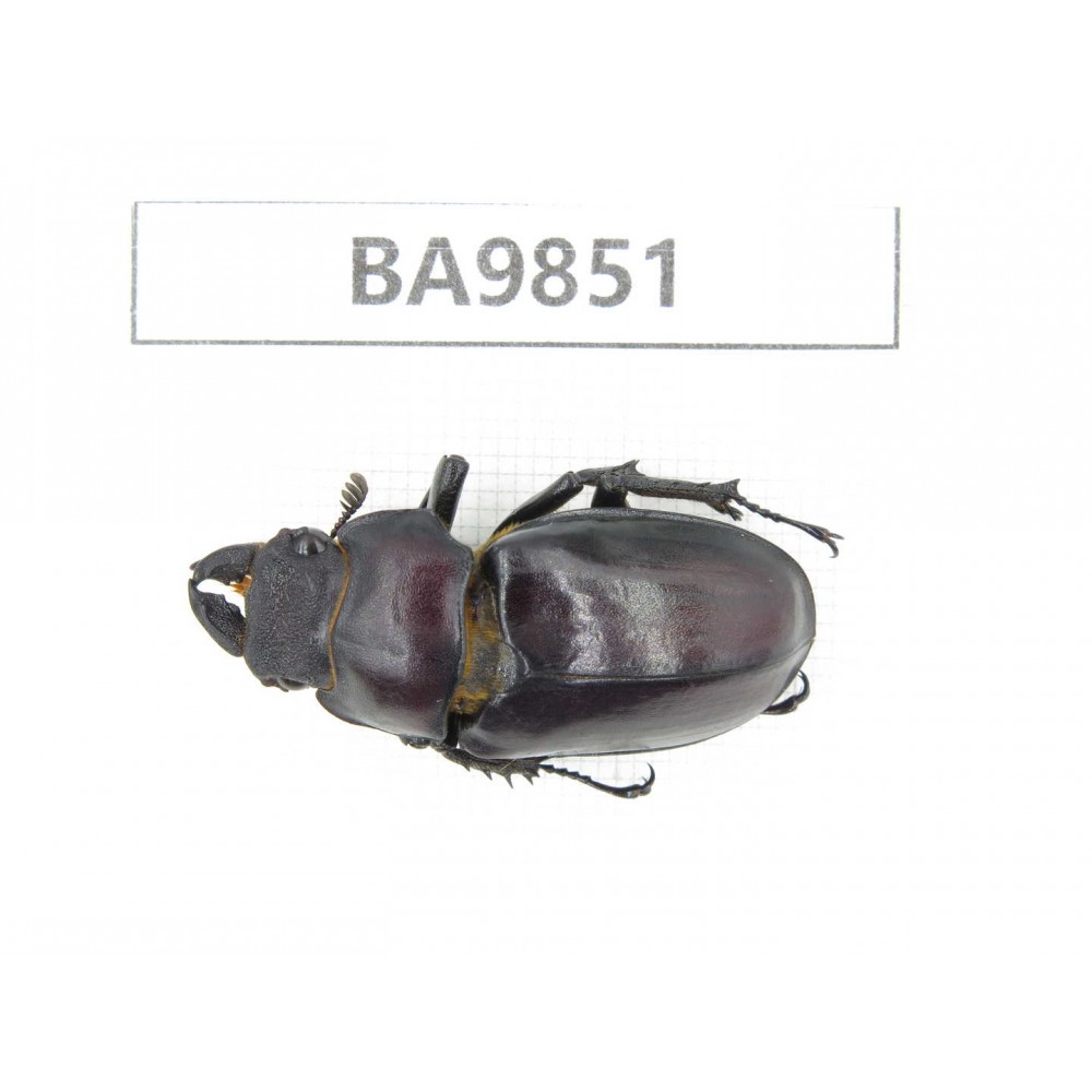 Lucanus sp. China, Tibet, Linzhi area, Linzhi town. 1F. BA9851.