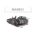 Lucanus sp. China, Tibet, Linzhi area, Linzhi town. 1F. BA9851.