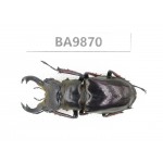 Lucanus langi. China, Tibet, Linzhi, Motuo county. 1M. BA9870.