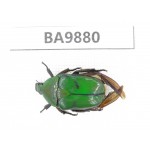 Cetoniidae sp. China,  Tibet, Linzhi, Motuo county.1Pcs. BA9880.