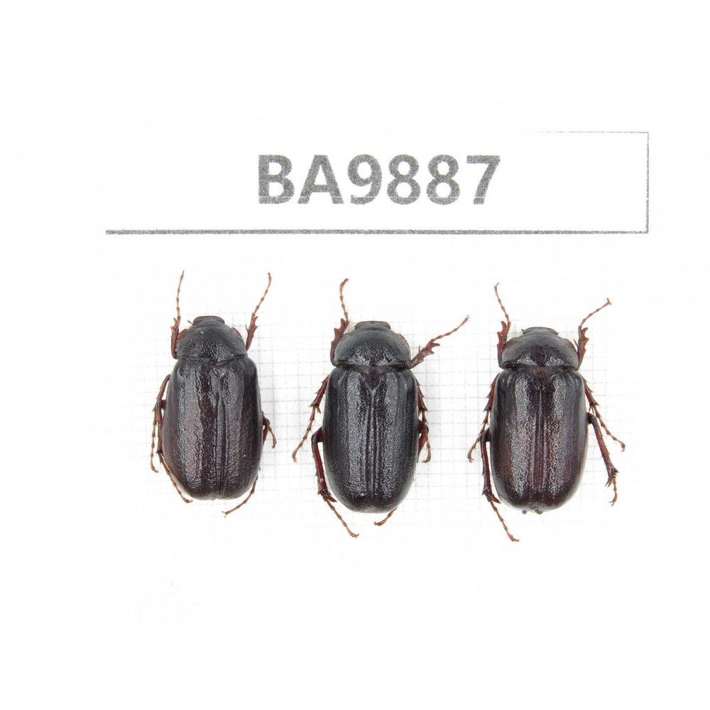 Melolonthidae sp. China,  Tibet, Linzhi, Motuo county. 3Pcs. BA9887.