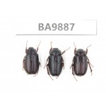 Melolonthidae sp. China,  Tibet, Linzhi, Motuo county. 3Pcs. BA9887.