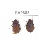 Melolonthidae sp. China,  Tibet, Linzhi, Motuo county. 2Pcs. BA9888.