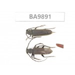 Cerambycidae sp. China,  Tibet, Linzhi, Motuo county. 2Pcs. BA9891.