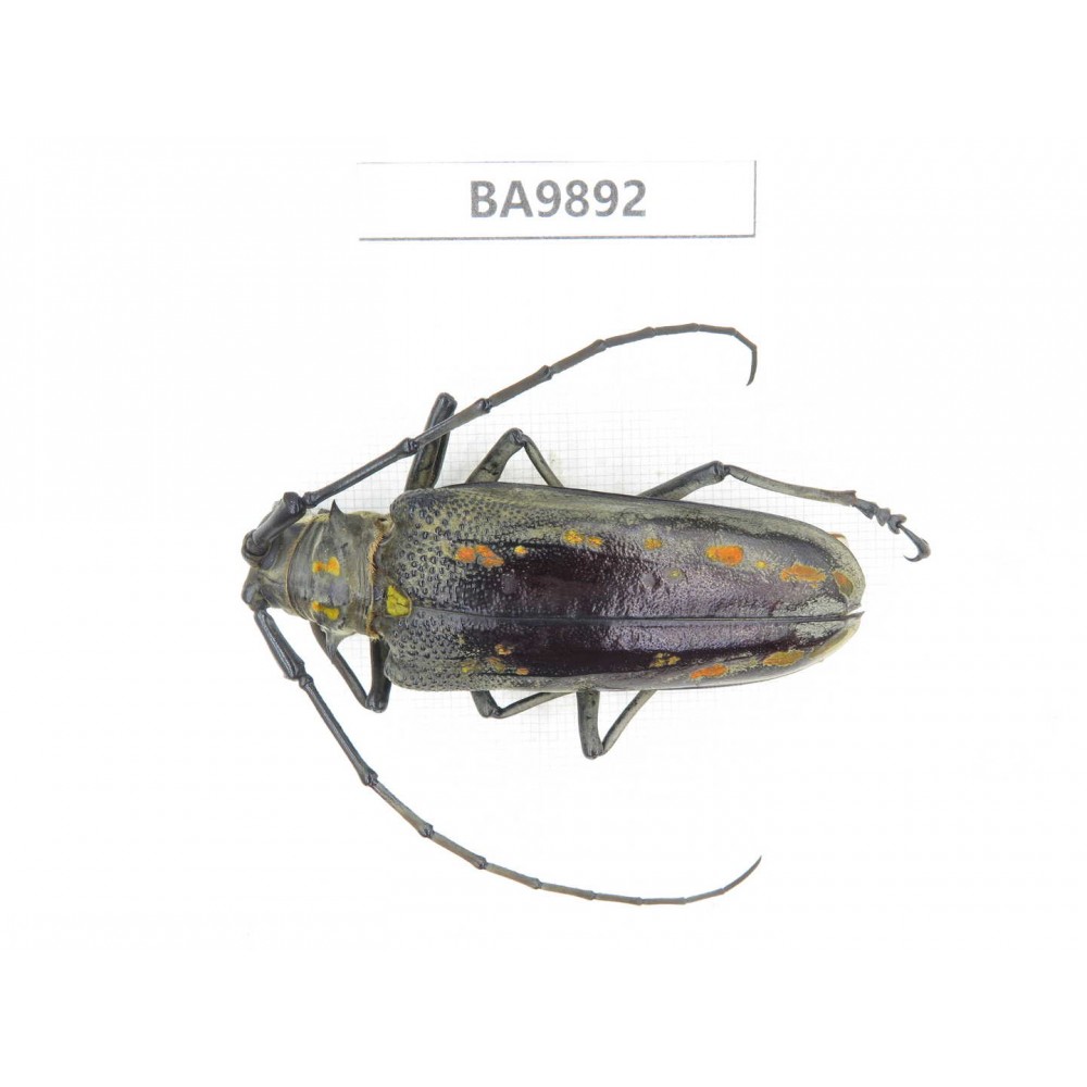 Cerambycidae sp. China, Tibet, Linzhi, Bomi county.  1Pcs. BA9892.